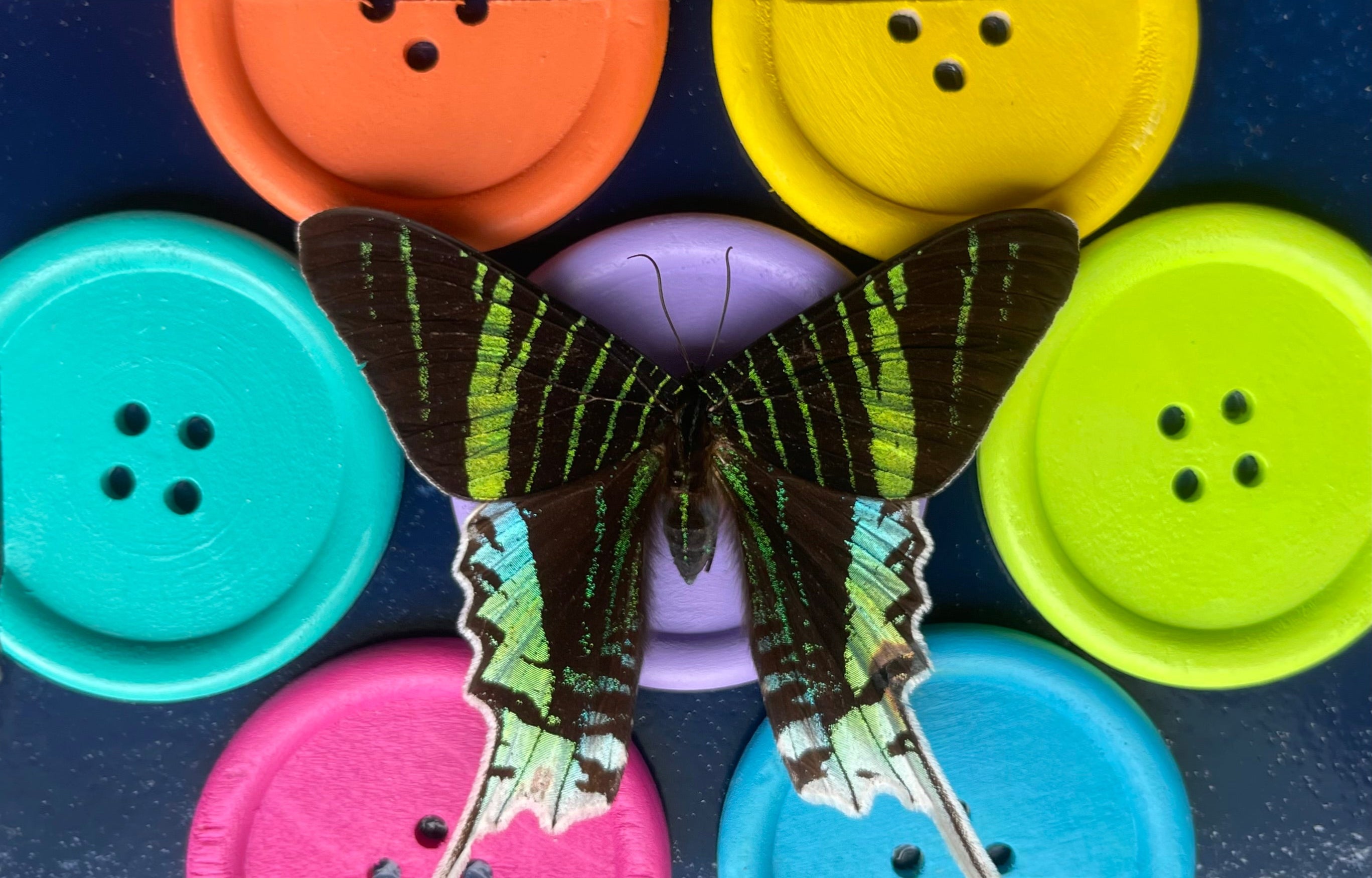 Buttonfly - PRINT