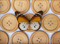 Buttonfly - PRINT
