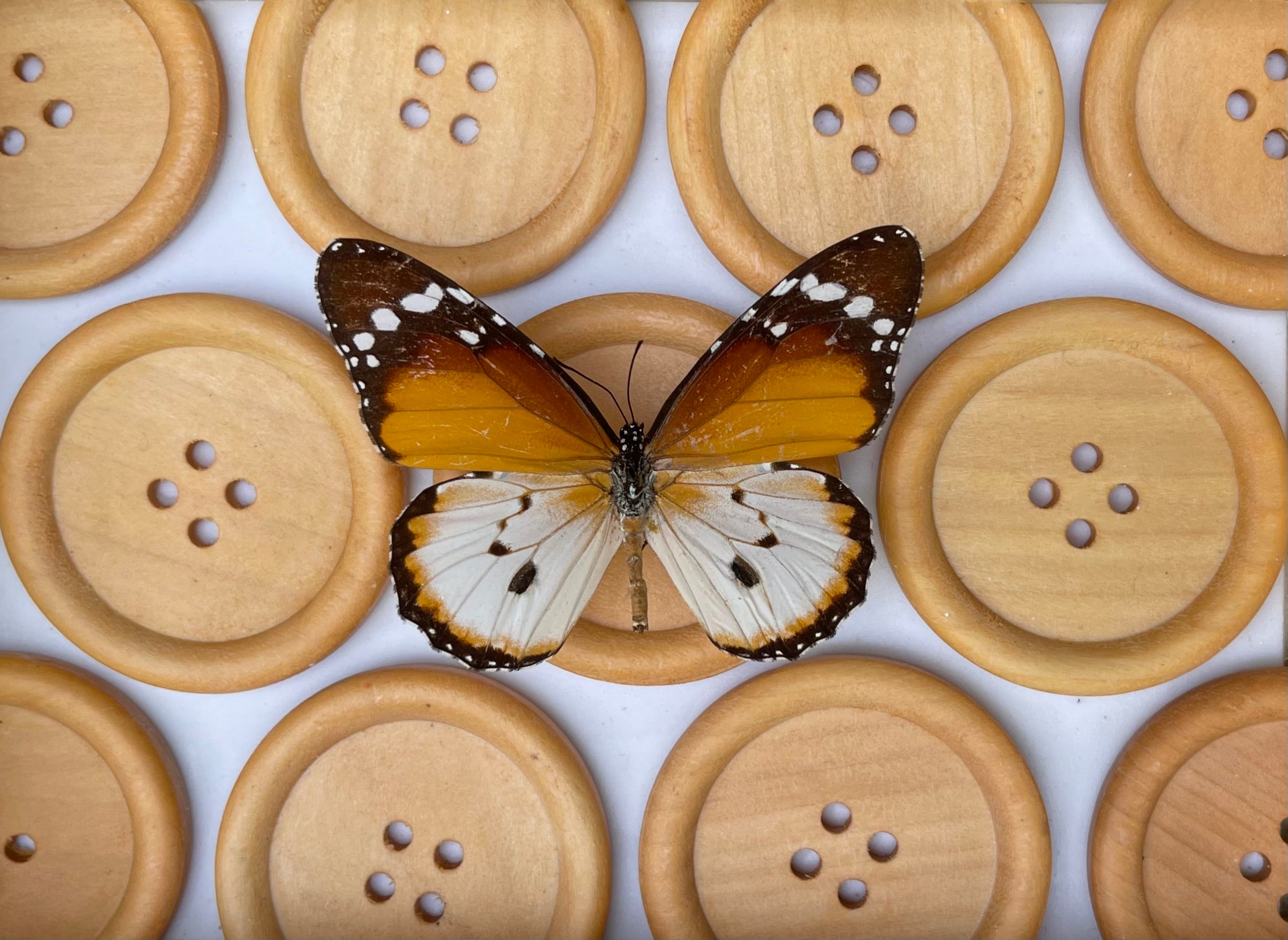 Buttonfly - PRINT