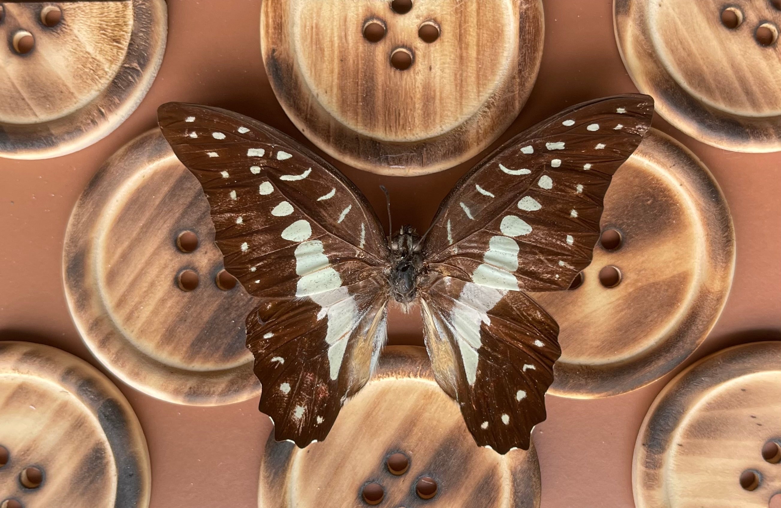 Buttonfly - PRINT