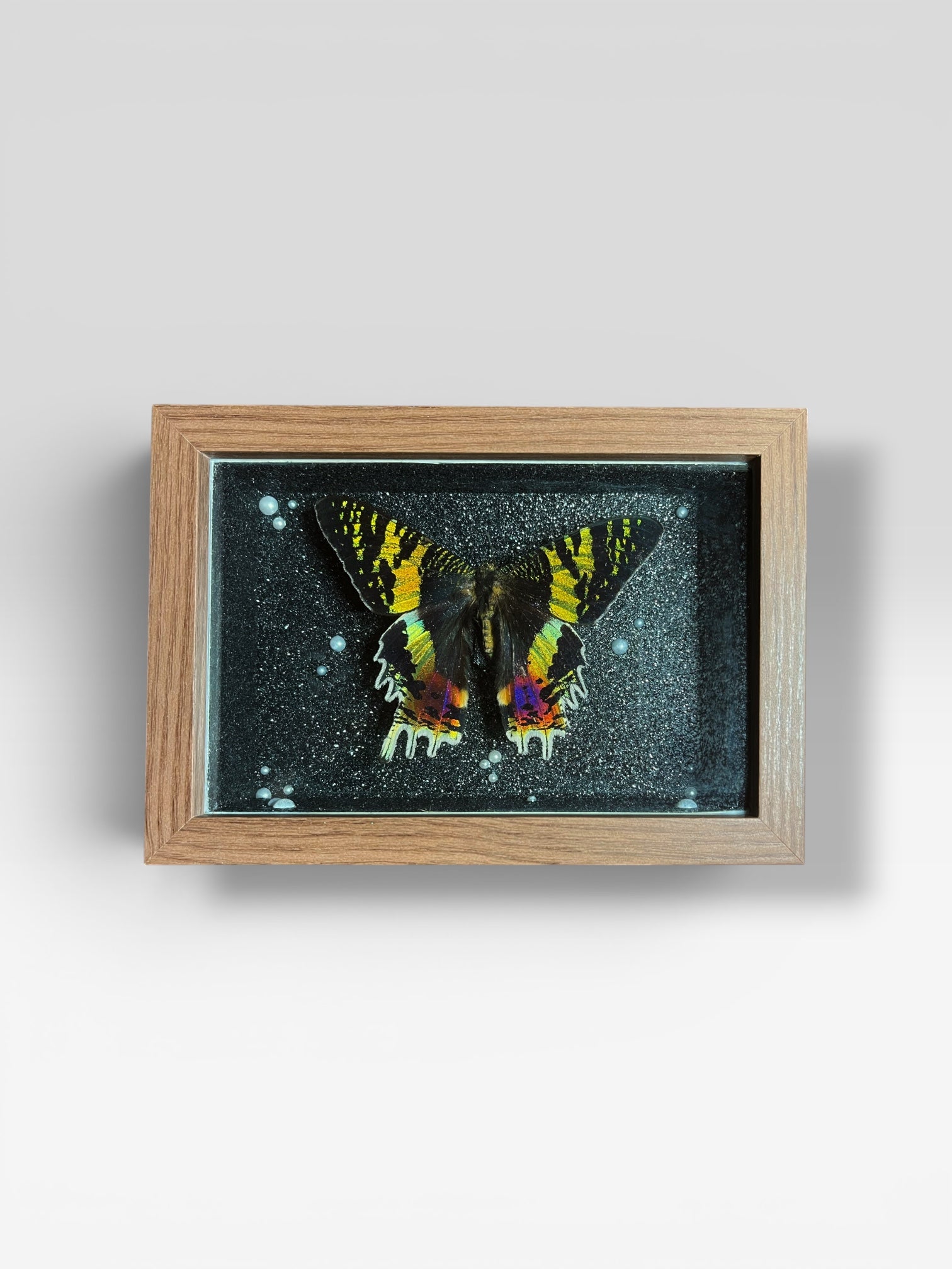 Galactic Sunset Moth